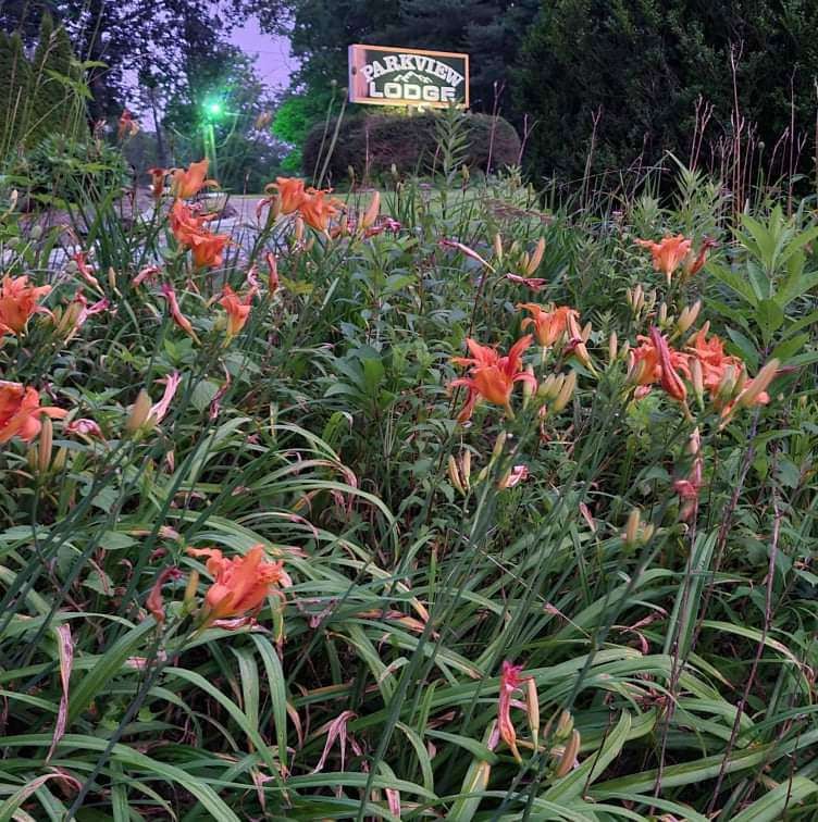 Orange daylilies in the lodge gardens